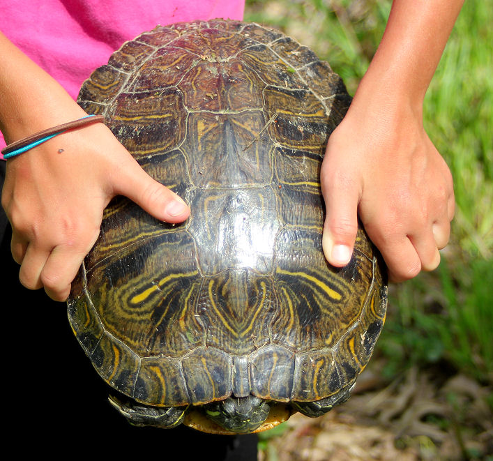 The Horsemeister Blog Fresh Turtle Eggs For Sale