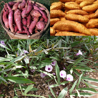 viazi-vimetoa-maua,-vingine-vimevunwa Kilimo-cha-viazi-vitamu
