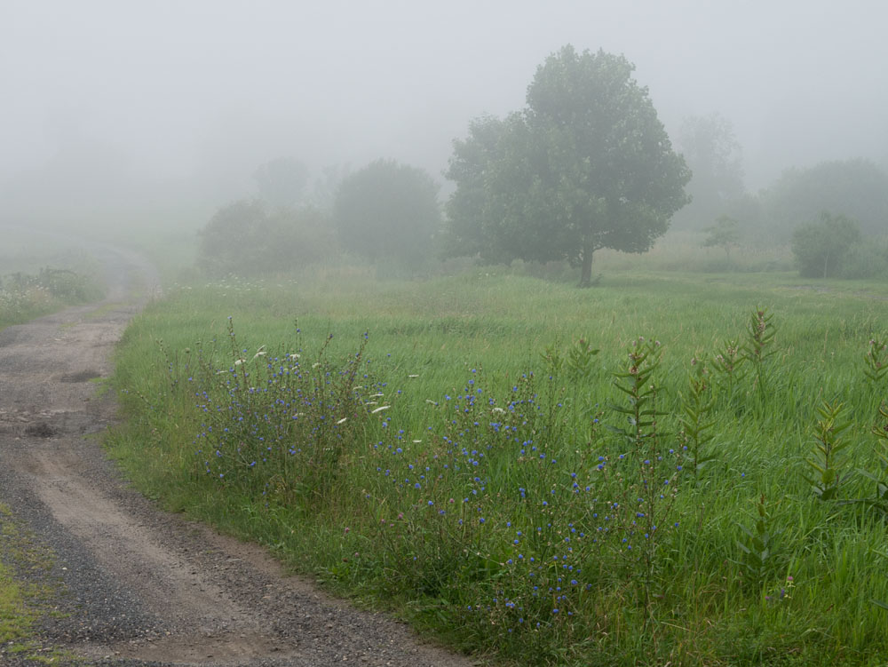Working Pictures Foggy Morning