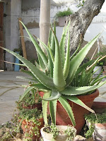 Cultivarea de Aloe Vera