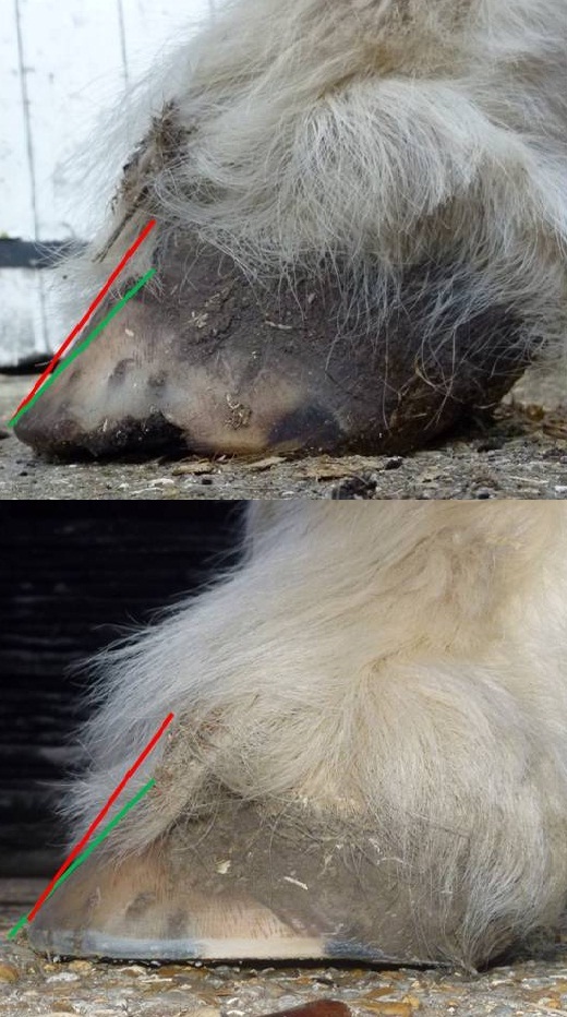 Barefoot Horse Blog Should I shoe my laminitic?