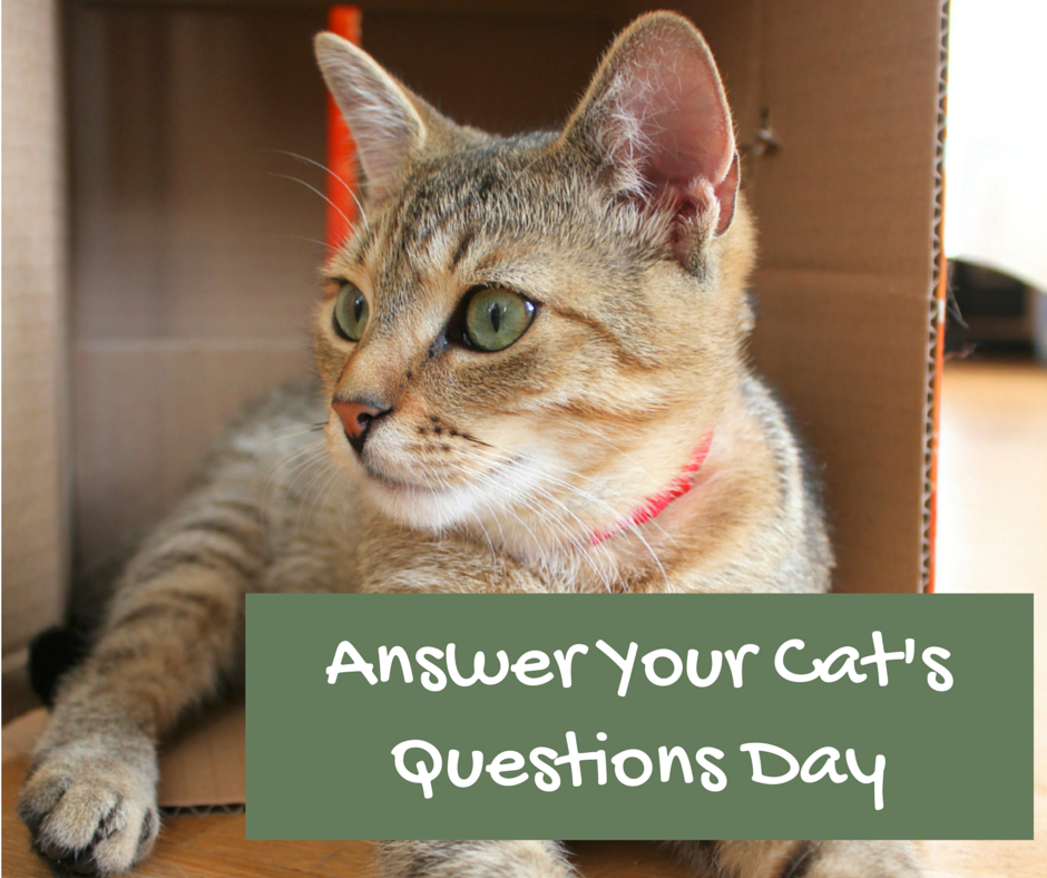 Bregman Veterinary Group: Answer Your Cat's Questions Day!