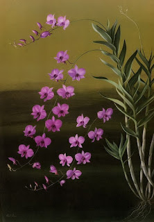 pinturas-flores-botanicas