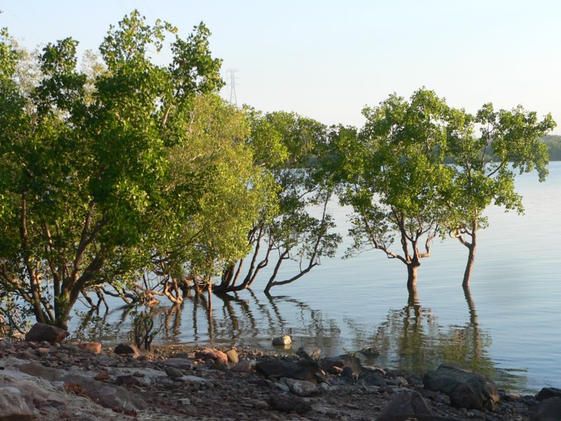 Ian Fraser, talking naturally Mangroves1 trees between sea and land
