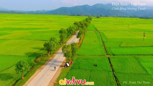 Chiêm ngưỡng cánh đồng Mường Thanh mỗi độ lúa chín Canh-dong-muong-thanh-dien-bien