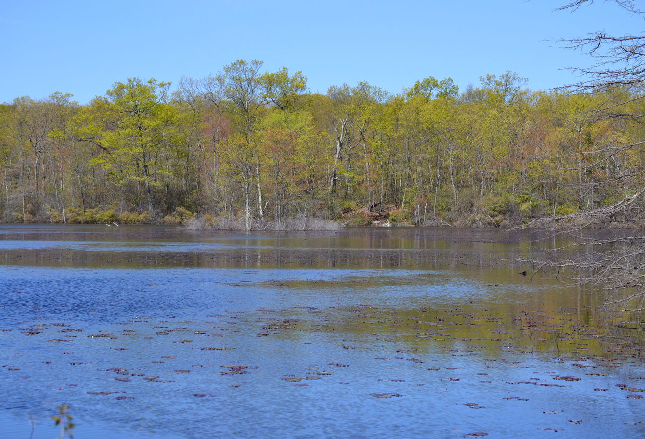 Woods Walks and Wildlife Mostly Spring Flowers