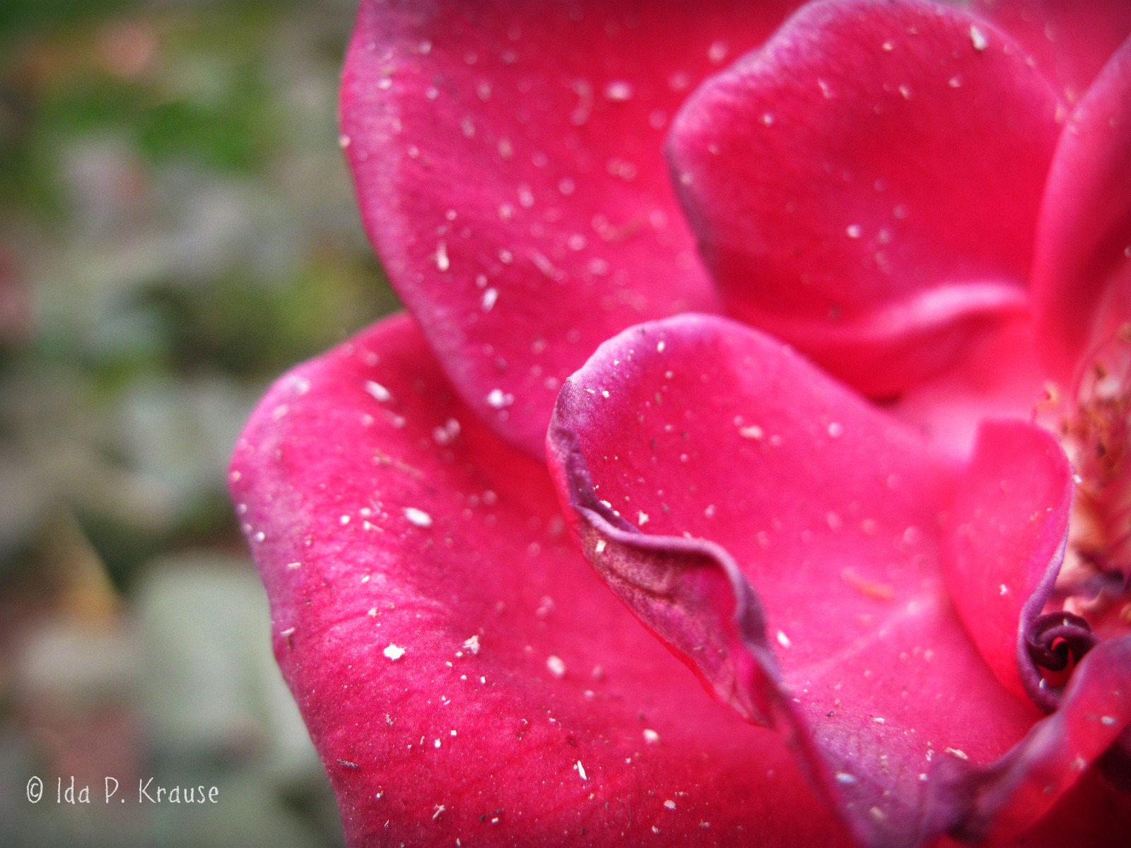 Wishes, Dreams & Other Things Beauty among the Ash.