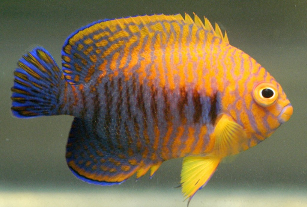 Пять пестрых. Центропиг Поттера. Центропиг золотой (красный) Centropyge aurantia. Двухцветная рыба ангел.