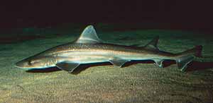 The 7 Senses of a Shark: 6th Sense