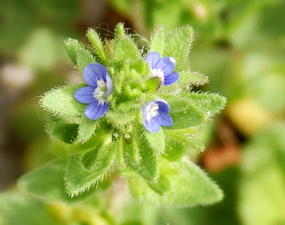 Flores azules de Veronica arvensis