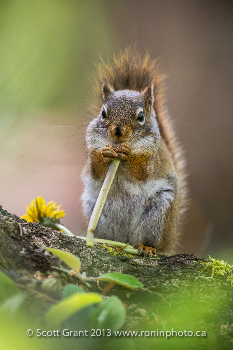 I had no idea squirrels ate dandelion stems!