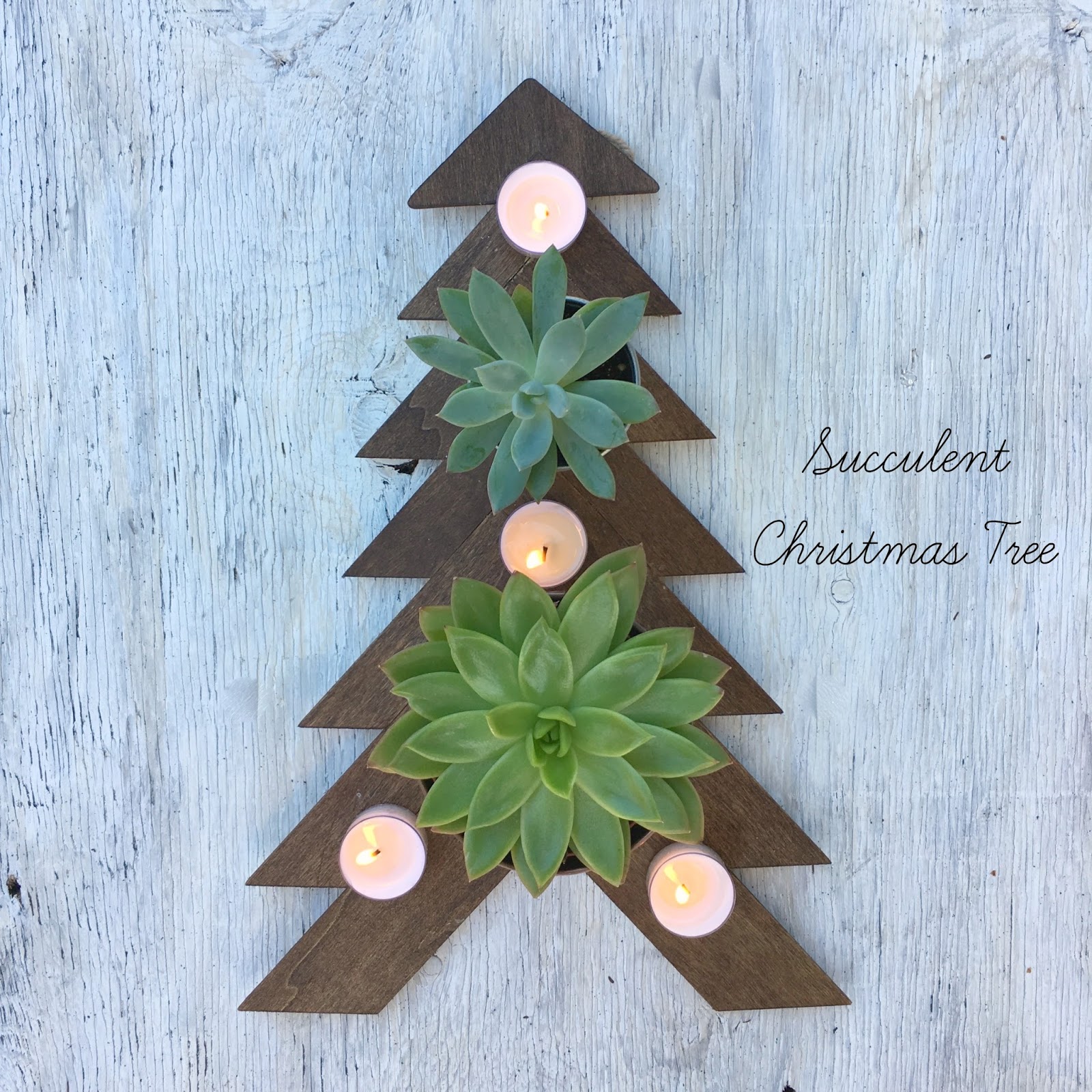 Jac o' lyn Murphy A succulent Christmas Tree