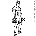 Hammer Curl Hammer Curl