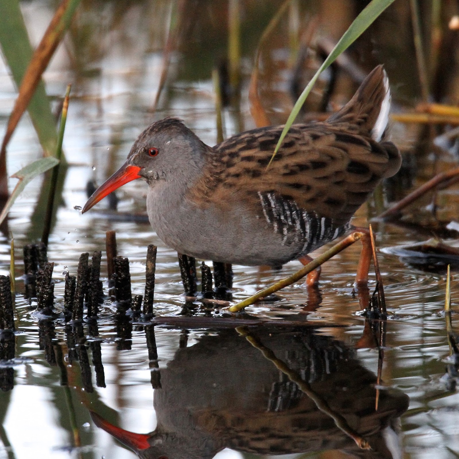 TrogTrogBlog Bird of the week Water rail