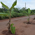 População planta pés de banana em buracos na PI-375