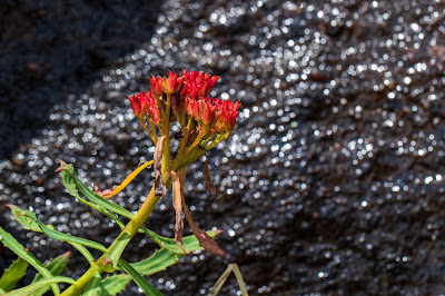 [Crassulaceae] Rhodiola rosea – Roseroot Stonecrop (Rodiola rosea)