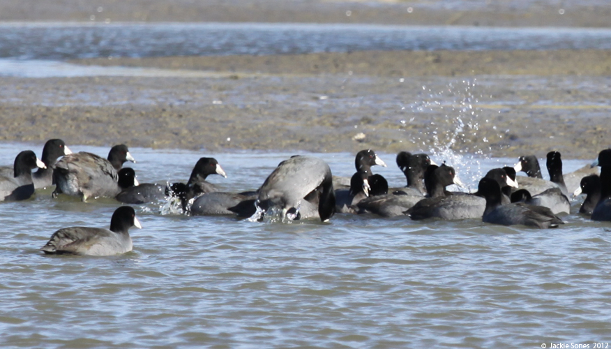 The Natural History of Bodega Head What do coots eat?