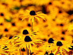yellow flowers wallpapers flower orange 1024 pretty wall plant daisies