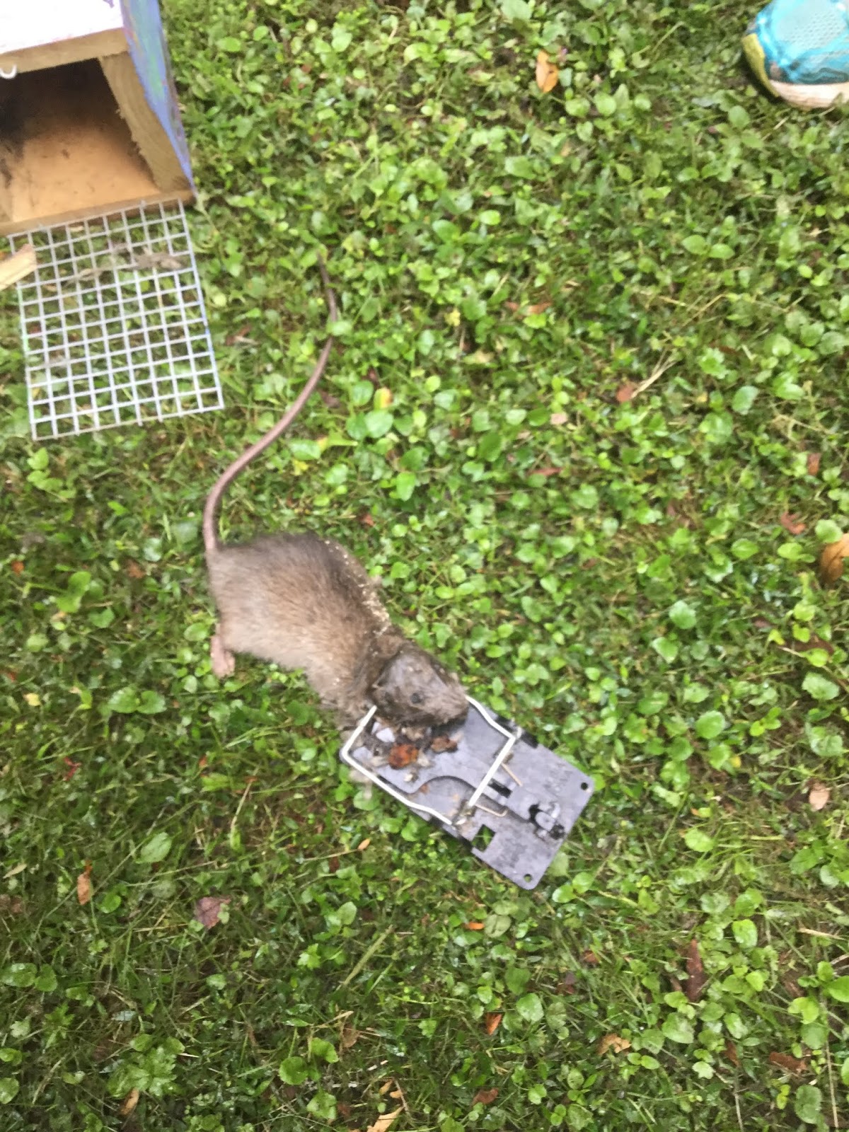 Mairtown Kindergarten Mairtown Rat Trappers Kaitiaki of Parihaka