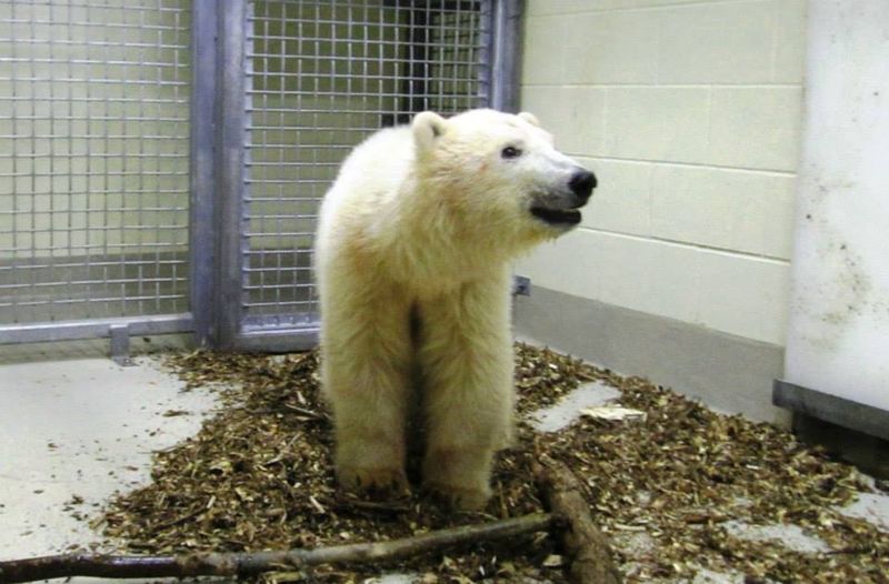 Baby Animals: Bears - Cub 10