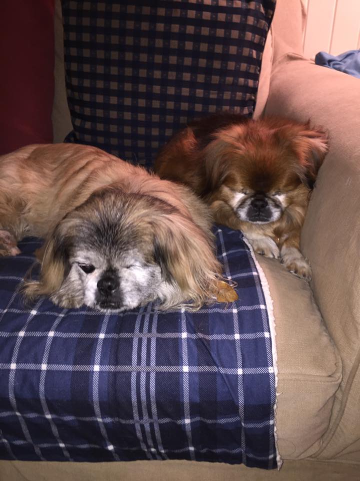 Must Love Pekes: KAI KAI AND HIS FRIENDS