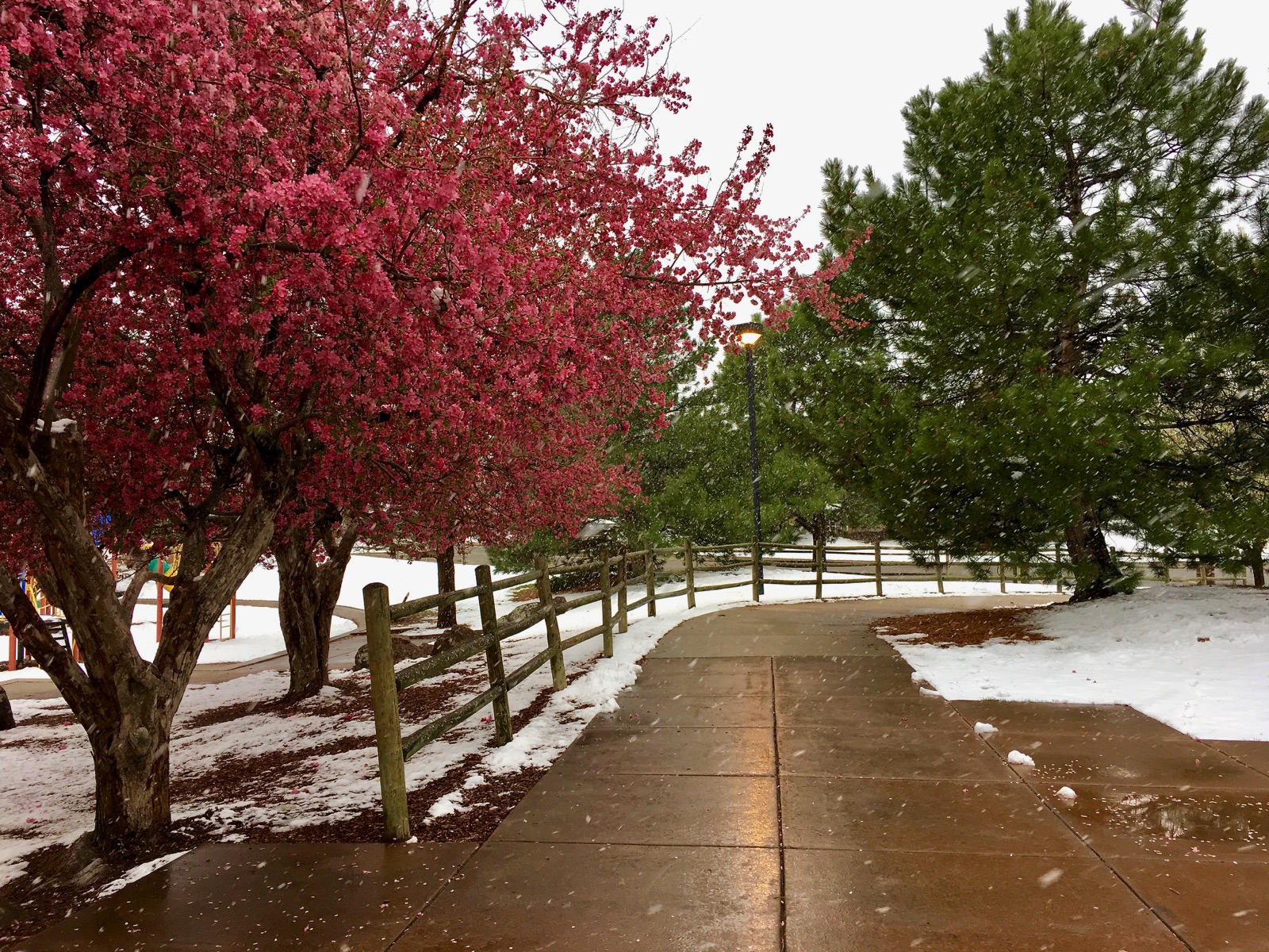 Impression Evergreen O'Kane Park A Refuge of Greenery