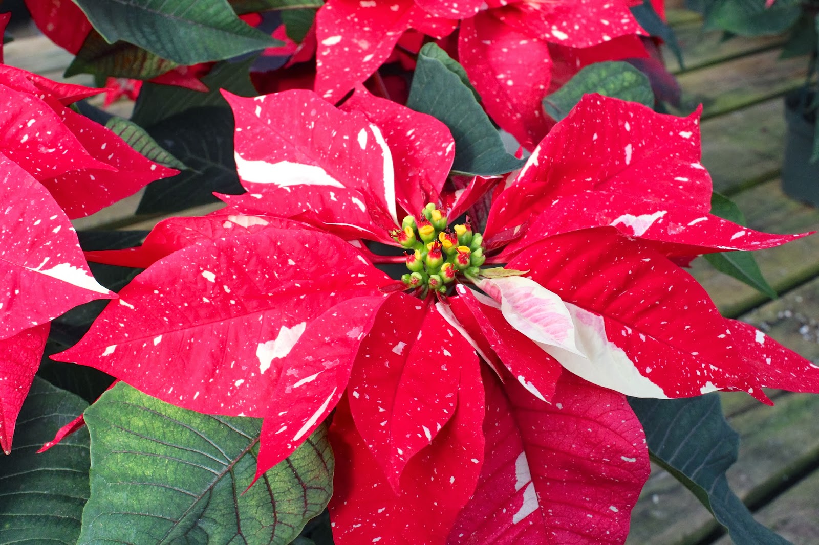 figs flowers food: POINTSETTIAS - every shade of red, pink and white