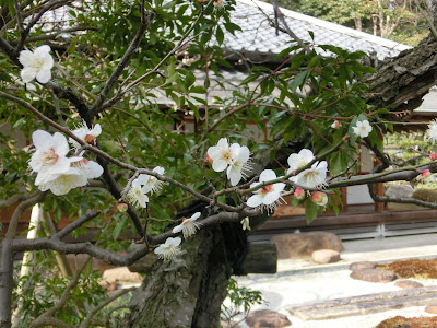 浄妙寺の梅