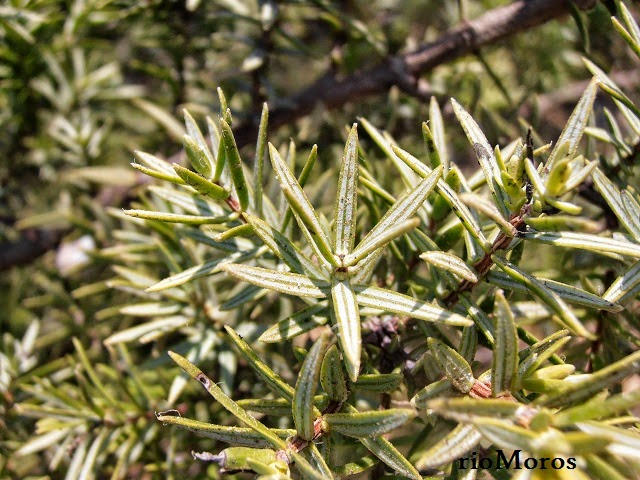 Hjas de ENEBRO: Juniperus oxycedrus