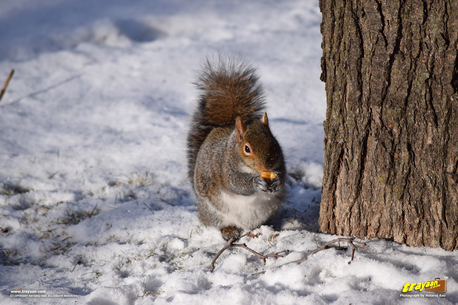 Eastern Gray Squirrels of Minnesota Trayaan