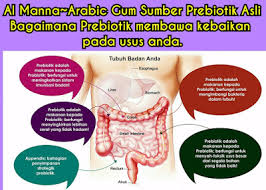 BERSIHKAN KOLON DENGAN PREBIOTIC AL MANNA BERSIHKAN KOLON DENGAN PREBIOTIC AL MANNA