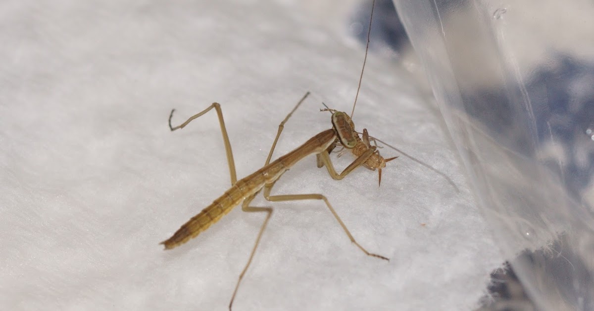 カマキリ の 赤ちゃん は 何 を 食べる