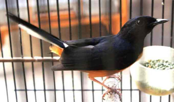 harga burung murai batu kalimantan