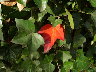 Ivy and Maple Leaf