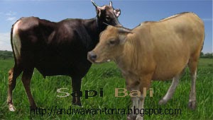 Pelestarian dan Pengembangan Sapi Bali Sapi bali merupakan hasil domestikasi banteng Pelestarian dan Pengembangan Sapi Bali