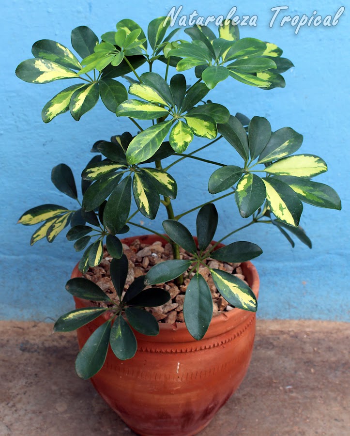 Variegación en la planta Schefflera arboricola. Cheflera