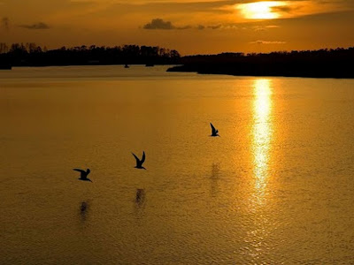 aves-buscando-alimento-ante-una-puesta-de-sol
