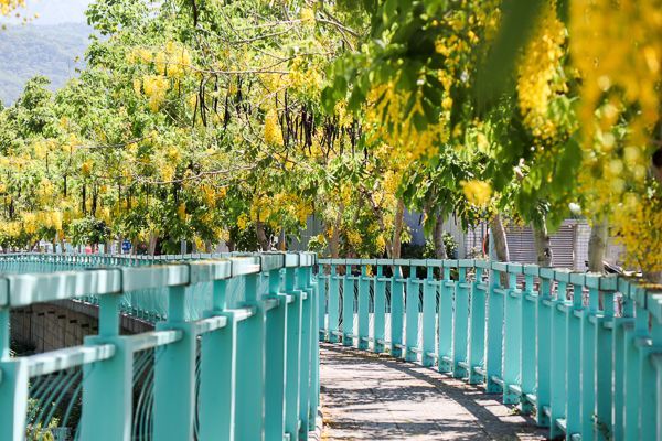南投福崗路黃金阿勃勒搭配粉綠色欄杆，拍充滿延伸感的美照