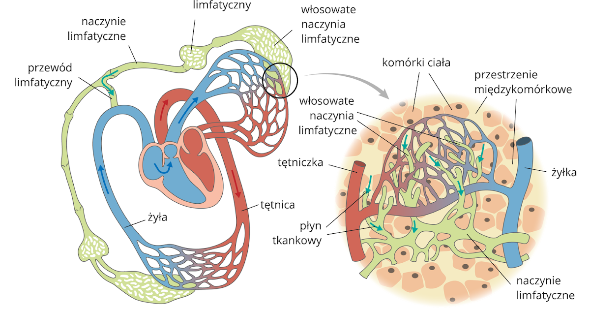 Sprawdzian Z Biologii Układ Wydalniczy I Skóra Biologia i Przyroda: KL 7 Układ Immunologiczny