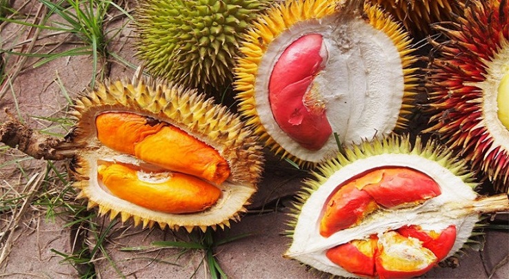 Mengenal Dubang, Durian Merah yang Hanya Ada di Banyuwangi Mengenal Dubang, Durian Merah yang Hanya Ada di Banyuwangi