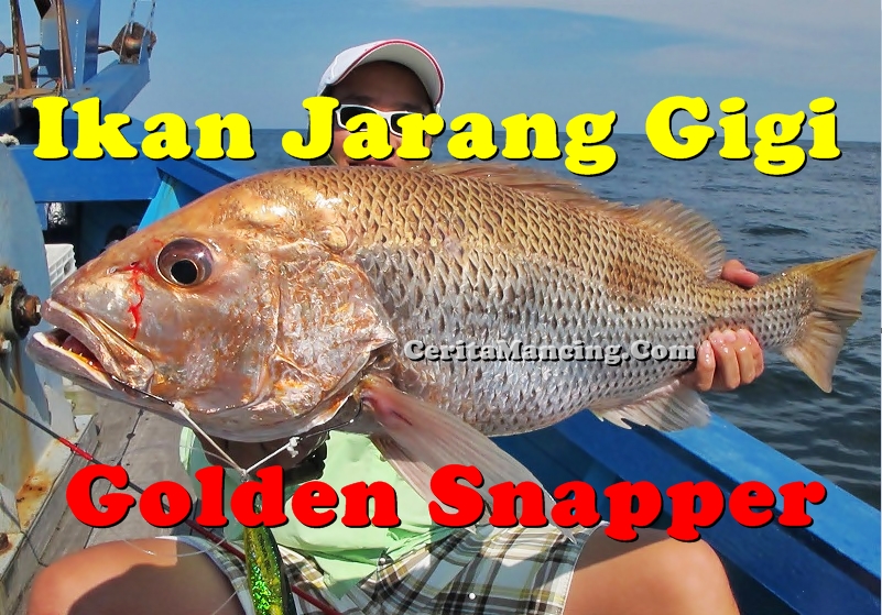 Ikan Jarang Gigi Edisi Strike 5 in 1 Serunya Mantap Ikan Jarang Gigi Edisi Strike 5 in 1 Serunya Mantap
