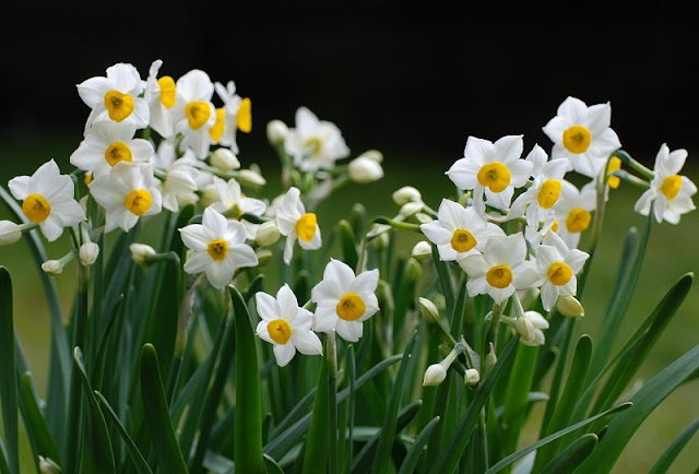 White daffodil (Hoa Thủy Tiên Trắng)