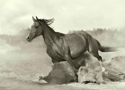 paisajes-con-caballos-corriendo