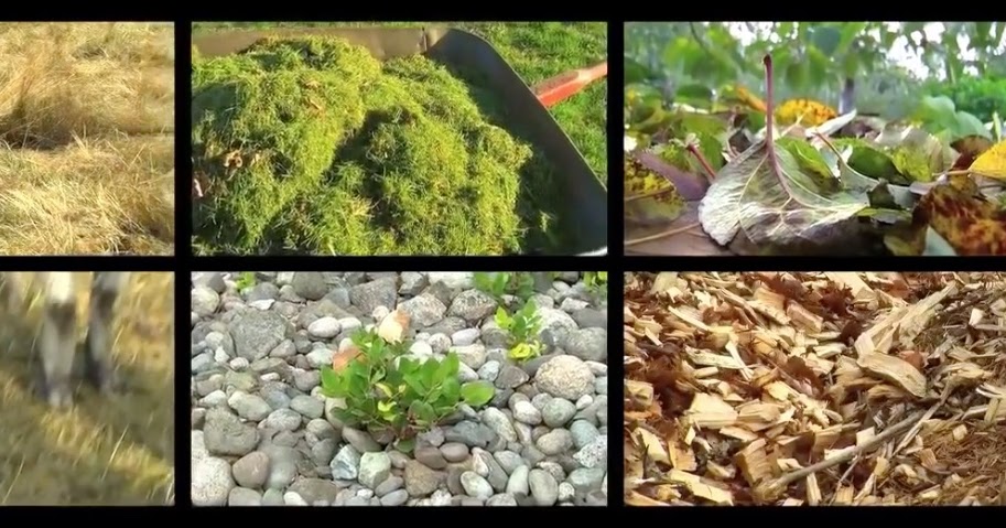 Dave’s Garden: The 'Back to Eden' gardening method