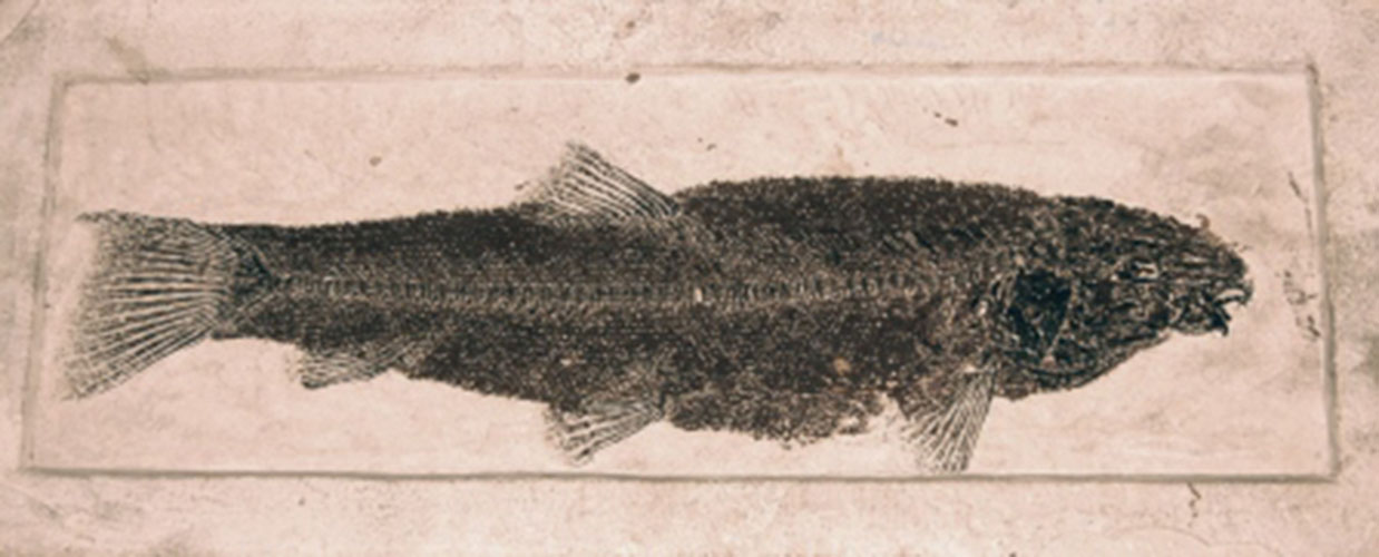 Litchfield Hills & Fairfield County Connecticut Travel Secrets of Fossil Lake at the Bruce Museum