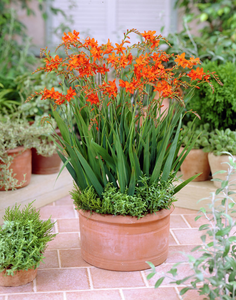 Idaho Growin' The Joys of growing Crocosmia Bulbs