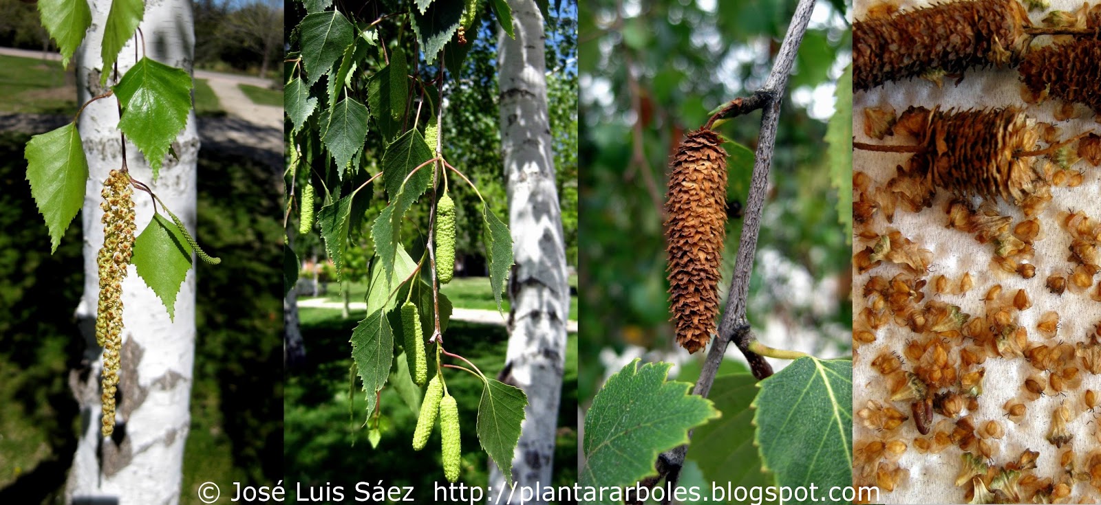 PLANTAR ÁRBOLES y Árboles Autóctonos