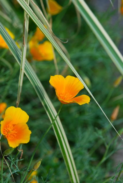 Orange California poppies, Eschscholzia californica, are an easy annual to grow from seed. Once you plant them, you may see a few that re-seed from past years too. Miscanthus sinensis 'Dixieland' is so valuable for its white variegated leaves. Its smaller size, 3 feet tall by 3 feet wide, makes it easy to fit into my smaller garden.