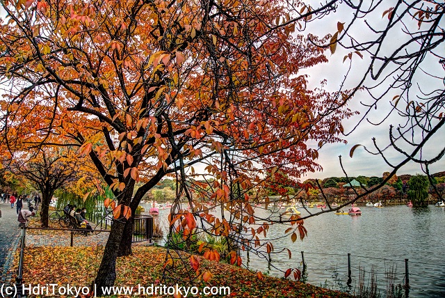 cherry trees by Shinobazu pond, Ueno park, Tokyo. those cherry tree have autumn leaves.