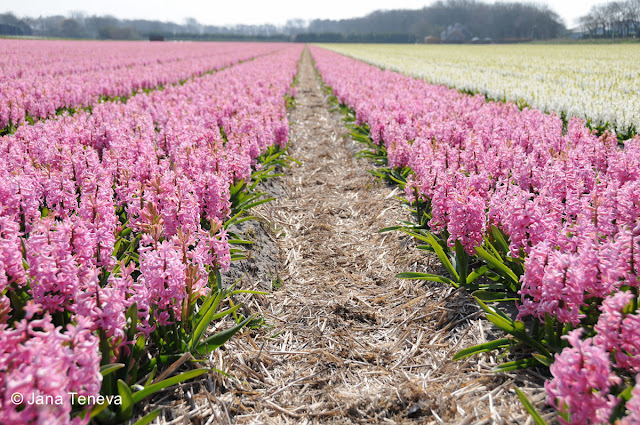 Hyacinths fields Holland